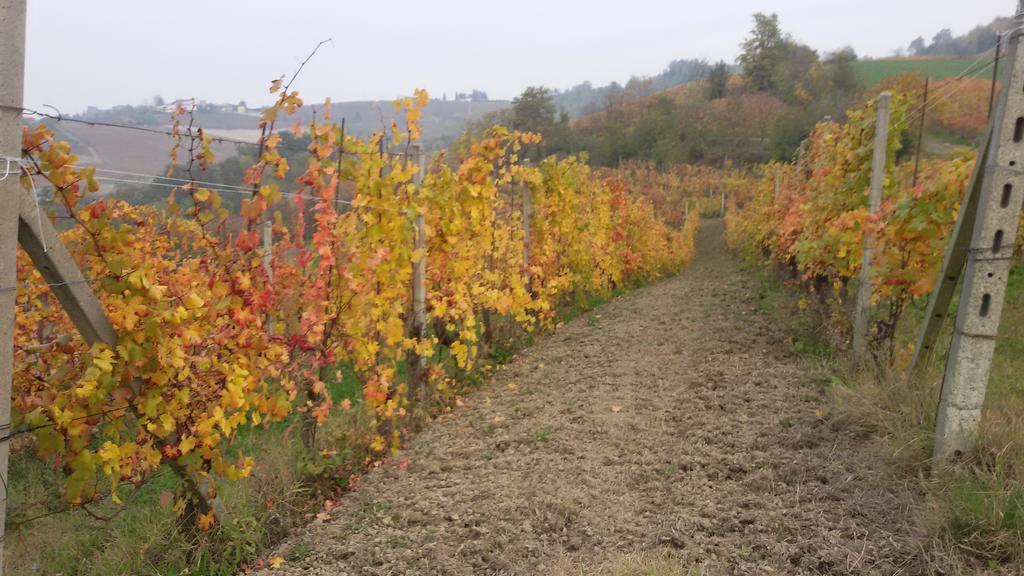 Cascina Torello Dogliani Exteriér fotografie
