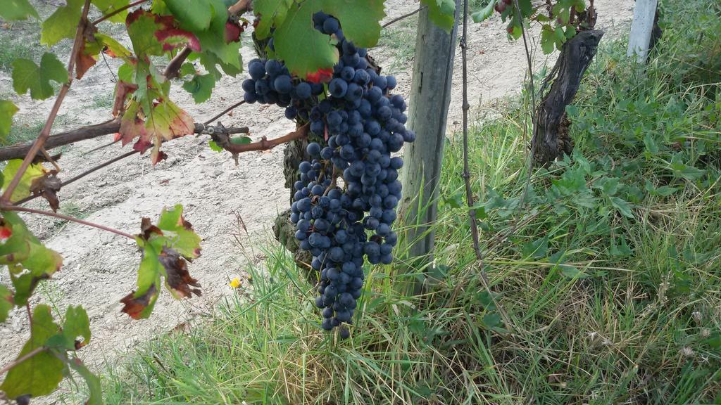 Cascina Torello Dogliani Exteriér fotografie