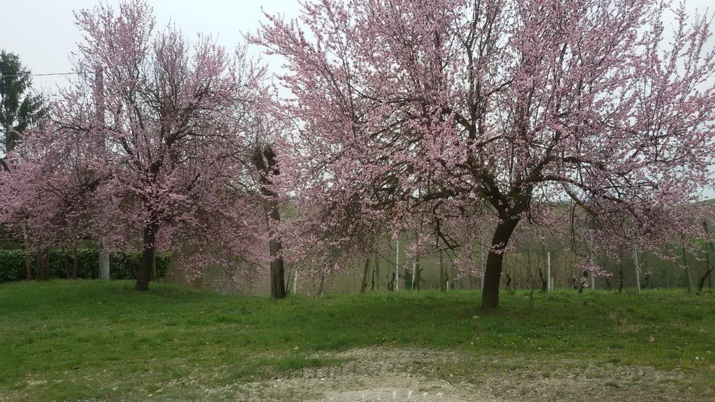 Cascina Torello Dogliani Exteriér fotografie