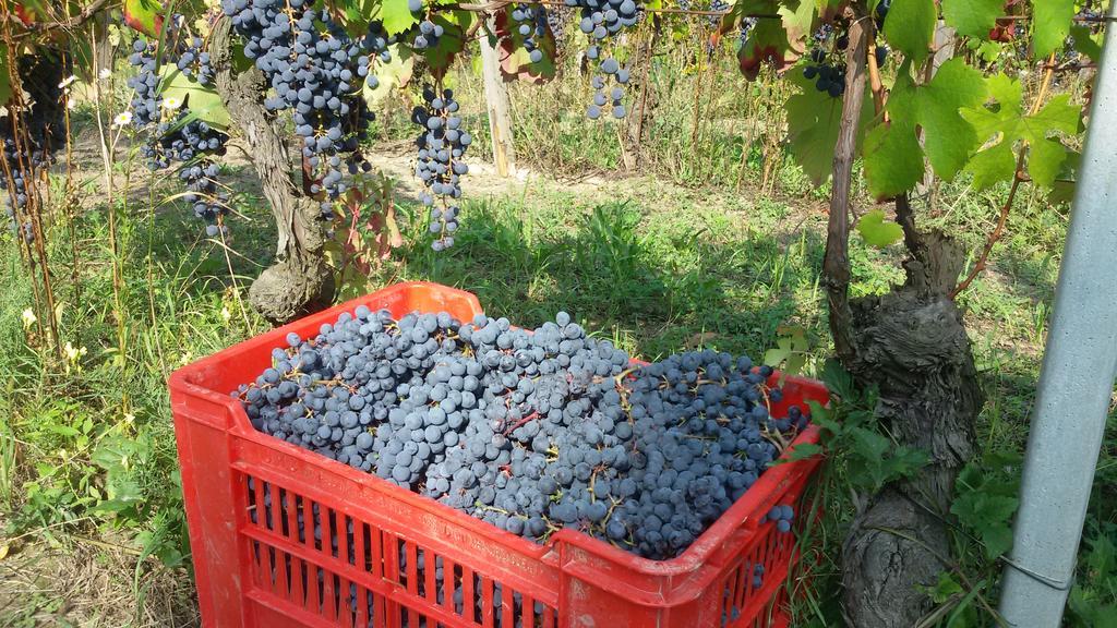 Cascina Torello Dogliani Exteriér fotografie