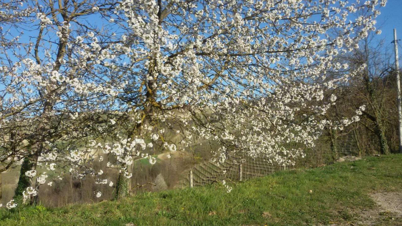 Cascina Torello Dogliani Exteriér fotografie